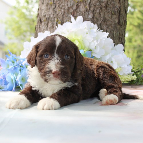 puppy, for, sale, Portuguese Water Dog, Steven Jay Stoltzfus, dog, breeder, Gap, PA, dog-breeder, puppy-for-sale, forsale, nearby, find, puppyfind, locator, puppylocator, aca