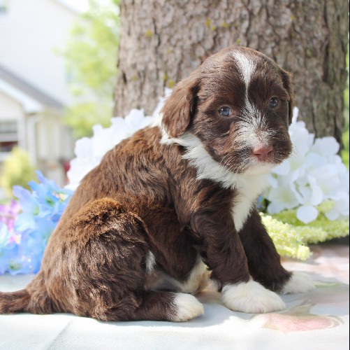 puppy, for, sale, Portuguese Water Dog, Steven Jay Stoltzfus, dog, breeder, Gap, PA, dog-breeder, puppy-for-sale, forsale, nearby, find, puppyfind, locator, puppylocator, aca