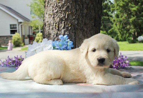 puppy, for, sale, Golden Retriever, Steven Jay Stoltzfus, dog, breeder, Gap, PA, dog-breeder, puppy-for-sale, forsale, nearby, find, puppyfind, locator, puppylocator, aca