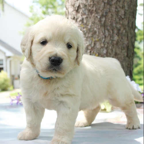 puppy, for, sale, Golden Retriever, Steven Jay Stoltzfus, dog, breeder, Gap, PA, dog-breeder, puppy-for-sale, forsale, nearby, find, puppyfind, locator, puppylocator, aca