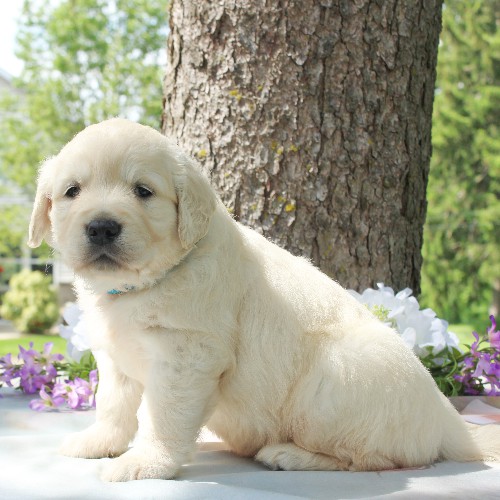 puppy, for, sale, Golden Retriever, Steven Jay Stoltzfus, dog, breeder, Gap, PA, dog-breeder, puppy-for-sale, forsale, nearby, find, puppyfind, locator, puppylocator, aca