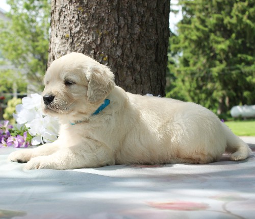 puppy, for, sale, Golden Retriever, Steven Jay Stoltzfus, dog, breeder, Gap, PA, dog-breeder, puppy-for-sale, forsale, nearby, find, puppyfind, locator, puppylocator, aca