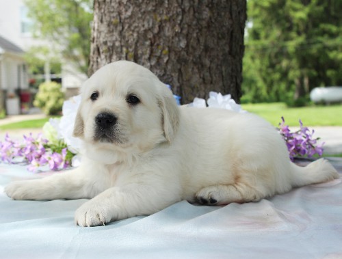 puppy, for, sale, Golden Retriever, Steven Jay Stoltzfus, dog, breeder, Gap, PA, dog-breeder, puppy-for-sale, forsale, nearby, find, puppyfind, locator, puppylocator, aca
