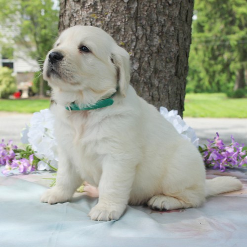 puppy, for, sale, Golden Retriever, Steven Jay Stoltzfus, dog, breeder, Gap, PA, dog-breeder, puppy-for-sale, forsale, nearby, find, puppyfind, locator, puppylocator, aca