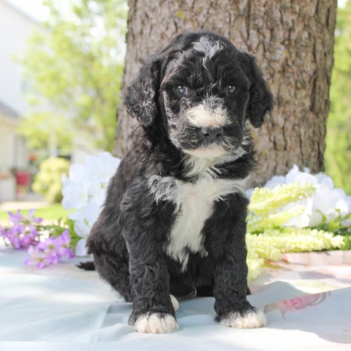 puppy, for, sale, Portuguese Water Dog, Steven Jay Stoltzfus, dog, breeder, Gap, PA, dog-breeder, puppy-for-sale, forsale, nearby, find, puppyfind, locator, puppylocator, aca