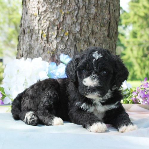 puppy, for, sale, Portuguese Water Dog, Steven Jay Stoltzfus, dog, breeder, Gap, PA, dog-breeder, puppy-for-sale, forsale, nearby, find, puppyfind, locator, puppylocator, aca