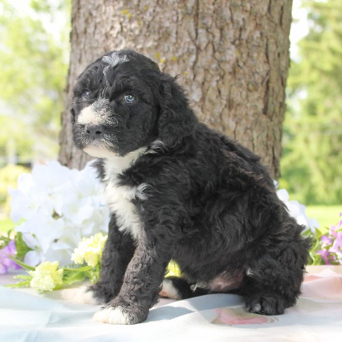 puppy, for, sale, Portuguese Water Dog, Steven Jay Stoltzfus, dog, breeder, Gap, PA, dog-breeder, puppy-for-sale, forsale, nearby, find, puppyfind, locator, puppylocator, aca