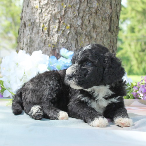 puppy, for, sale, Portuguese Water Dog, Steven Jay Stoltzfus, dog, breeder, Gap, PA, dog-breeder, puppy-for-sale, forsale, nearby, find, puppyfind, locator, puppylocator, aca
