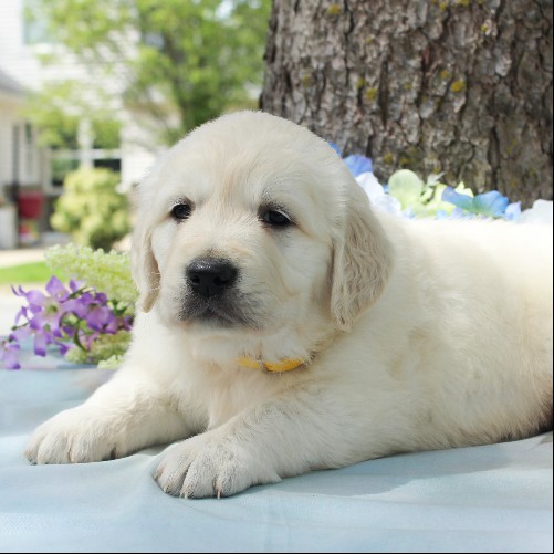 puppy, for, sale, Golden Retriever, Steven Jay Stoltzfus, dog, breeder, Gap, PA, dog-breeder, puppy-for-sale, forsale, nearby, find, puppyfind, locator, puppylocator, aca