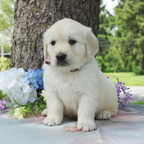 puppy, for, sale, Golden Retriever, Steven Jay Stoltzfus, dog, breeder, Gap, PA, dog-breeder, puppy-for-sale, forsale, nearby, find, puppyfind, locator, puppylocator, aca
