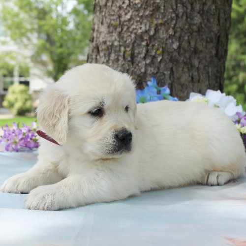 puppy, for, sale, Golden Retriever, Steven Jay Stoltzfus, dog, breeder, Gap, PA, dog-breeder, puppy-for-sale, forsale, nearby, find, puppyfind, locator, puppylocator, aca