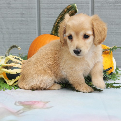 puppy, for, sale, Dachshund, Steven Jay Stoltzfus, dog, breeder, Gap, PA, dog-breeder, puppy-for-sale, forsale, nearby, find, puppyfind, locator, puppylocator, aca