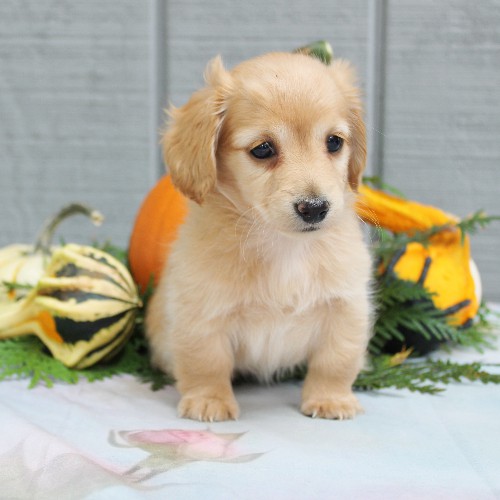 puppy, for, sale, Dachshund, Steven Jay Stoltzfus, dog, breeder, Gap, PA, dog-breeder, puppy-for-sale, forsale, nearby, find, puppyfind, locator, puppylocator, aca