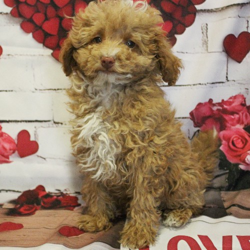 puppy, for, sale, Toy Poodle, Melvin  Fisher, dog, breeder, Coatesville, PA, dog-breeder, puppy-for-sale, forsale, nearby, find, puppyfind, locator, puppylocator, aca