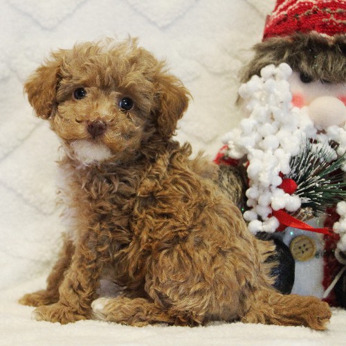 puppy, for, sale, Toy Poodle, Melvin  Fisher, dog, breeder, Coatesville, PA, dog-breeder, puppy-for-sale, forsale, nearby, find, puppyfind, locator, puppylocator, aca