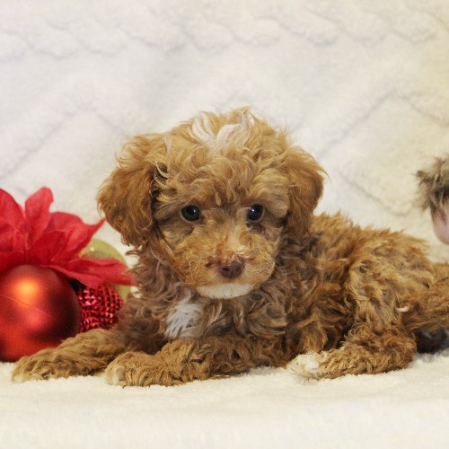 puppy, for, sale, Toy Poodle, Melvin  Fisher, dog, breeder, Coatesville, PA, dog-breeder, puppy-for-sale, forsale, nearby, find, puppyfind, locator, puppylocator, aca