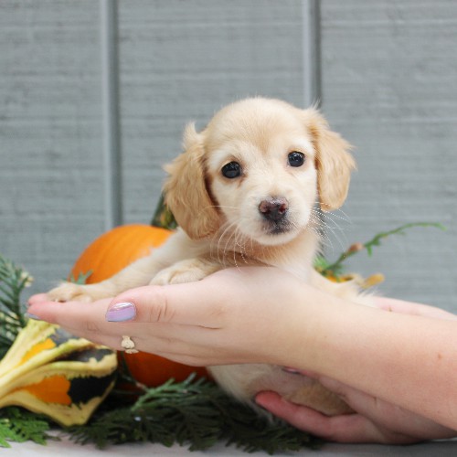 puppy, for, sale, Dachshund, Steven Jay Stoltzfus, dog, breeder, Gap, PA, dog-breeder, puppy-for-sale, forsale, nearby, find, puppyfind, locator, puppylocator, aca