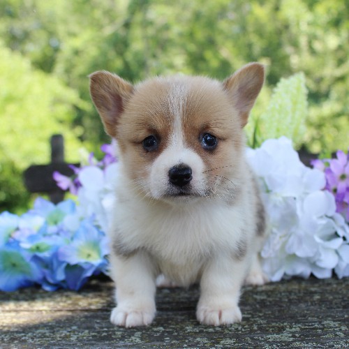 puppy, for, sale, Pembroke Welsh Corgi, Daniel J. Stoltzfoos, dog, breeder, Coatesville, PA, dog-breeder, puppy-for-sale, forsale, nearby, find, puppyfind, locator, puppylocator, aca