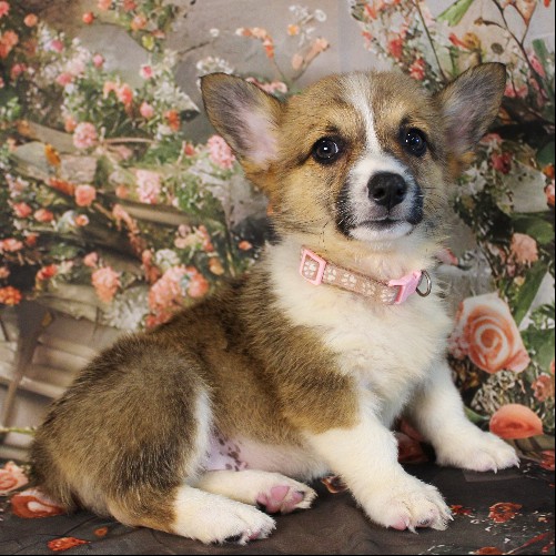 puppy, for, sale, Pembroke Welsh Corgi, Melvin  Fisher, dog, breeder, Coatesville, PA, dog-breeder, puppy-for-sale, forsale, nearby, find, puppyfind, locator, puppylocator, aca