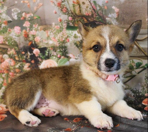 puppy, for, sale, Pembroke Welsh Corgi, Melvin  Fisher, dog, breeder, Coatesville, PA, dog-breeder, puppy-for-sale, forsale, nearby, find, puppyfind, locator, puppylocator, aca
