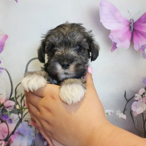 puppy, for, sale, Miniature Schnauzer, Reuben  King, dog, breeder, Honey Brook, PA, dog-breeder, puppy-for-sale, forsale, nearby, find, puppyfind, locator, puppylocator, aca