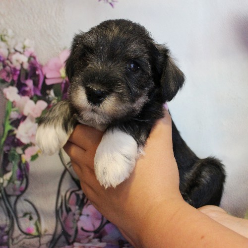 puppy, for, sale, Miniature Schnauzer, Reuben  King, dog, breeder, Honey Brook, PA, dog-breeder, puppy-for-sale, forsale, nearby, find, puppyfind, locator, puppylocator, aca