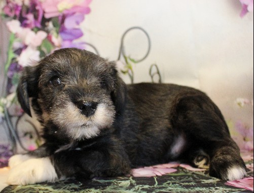 puppy, for, sale, Miniature Schnauzer, Reuben  King, dog, breeder, Honey Brook, PA, dog-breeder, puppy-for-sale, forsale, nearby, find, puppyfind, locator, puppylocator, aca