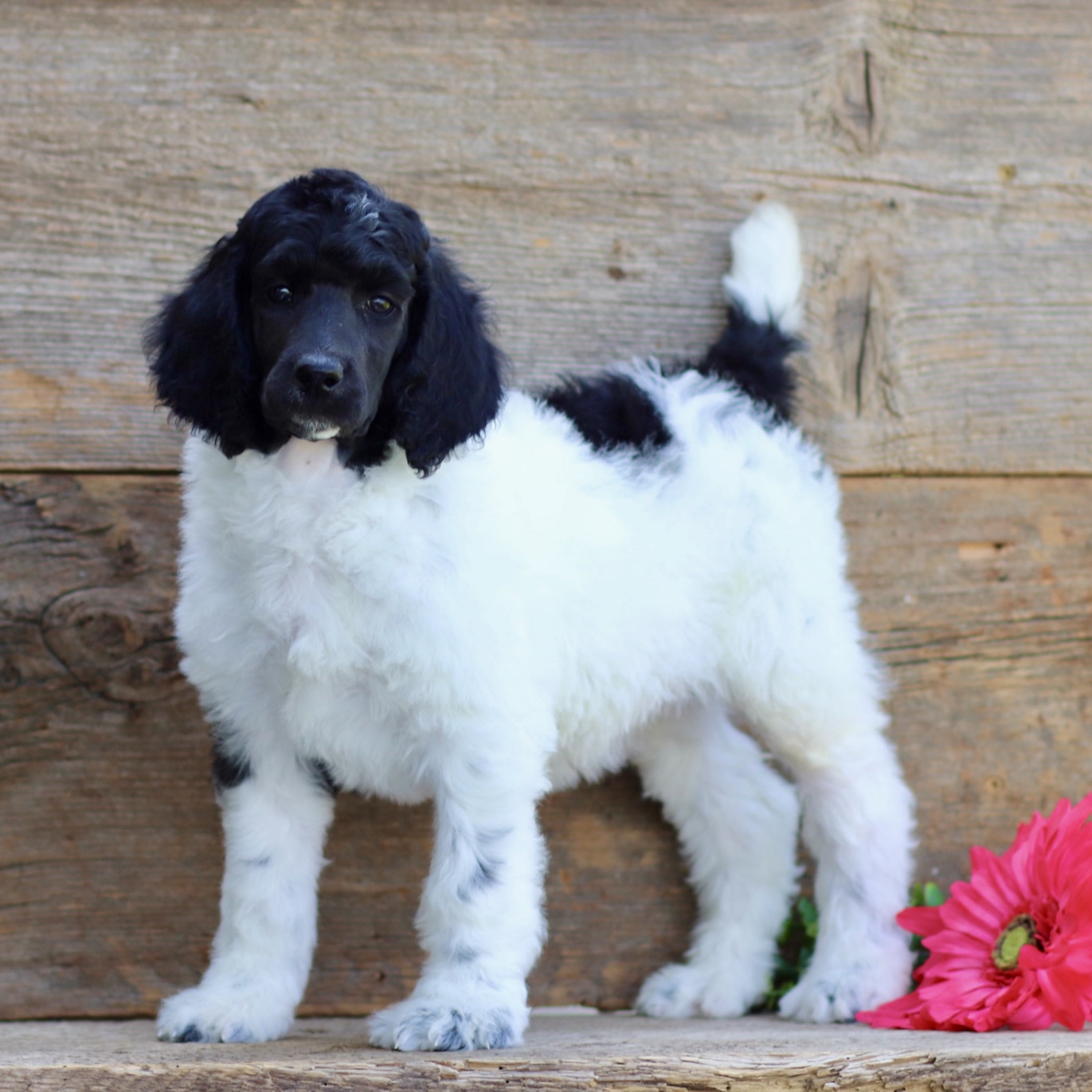 puppy, for, sale, Standard Poodle, John  Stoltzfus, dog, breeder, Christiana, PA, dog-breeder, puppy-for-sale, forsale, nearby, find, puppyfind, locator, puppylocator, aca