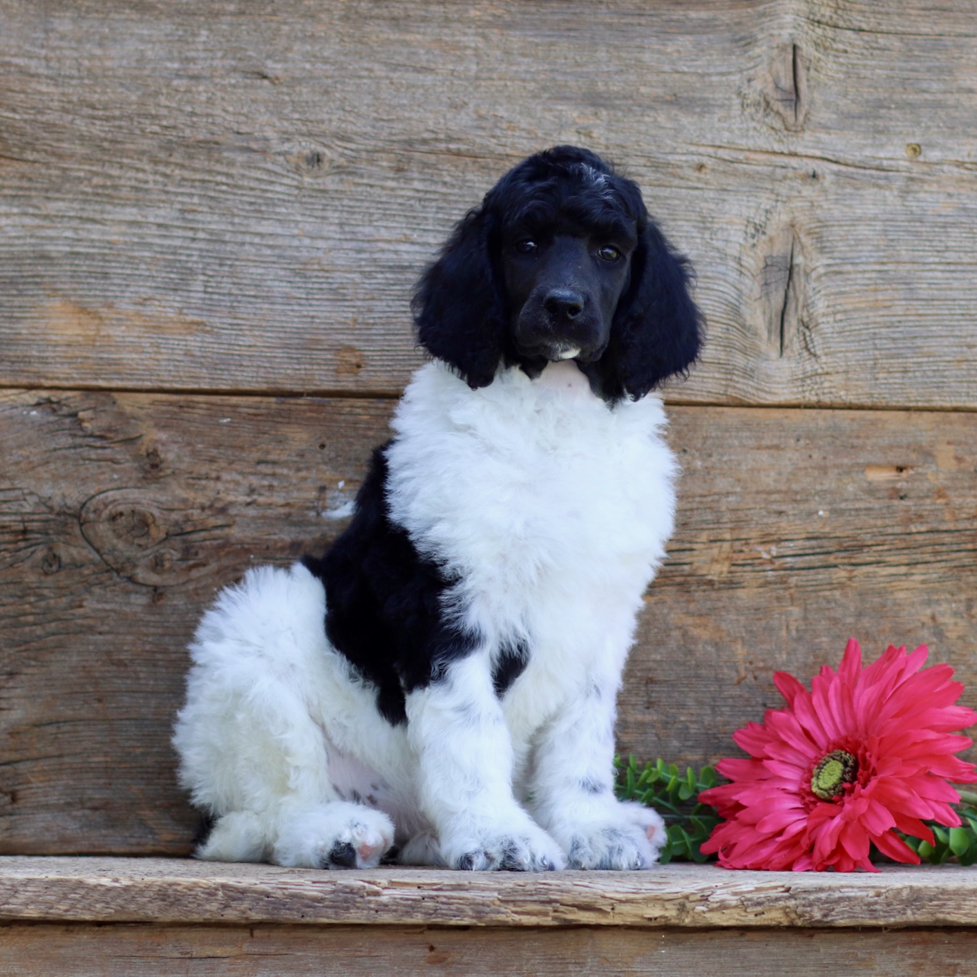 puppy, for, sale, Standard Poodle, John  Stoltzfus, dog, breeder, Christiana, PA, dog-breeder, puppy-for-sale, forsale, nearby, find, puppyfind, locator, puppylocator, aca