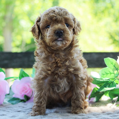 puppy, for, sale, Toy Poodle, Daniel J. Stoltzfoos, dog, breeder, Coatesville, PA, dog-breeder, puppy-for-sale, forsale, nearby, find, puppyfind, locator, puppylocator, aca