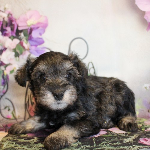 puppy, for, sale, Miniature Schnauzer, Reuben  King, dog, breeder, Honey Brook, PA, dog-breeder, puppy-for-sale, forsale, nearby, find, puppyfind, locator, puppylocator, aca