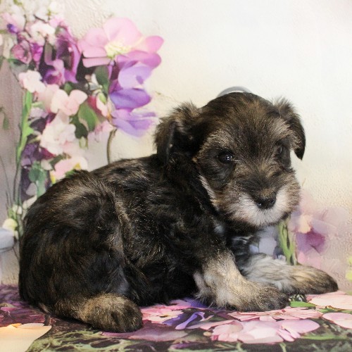 puppy, for, sale, Miniature Schnauzer, Reuben  King, dog, breeder, Honey Brook, PA, dog-breeder, puppy-for-sale, forsale, nearby, find, puppyfind, locator, puppylocator, aca