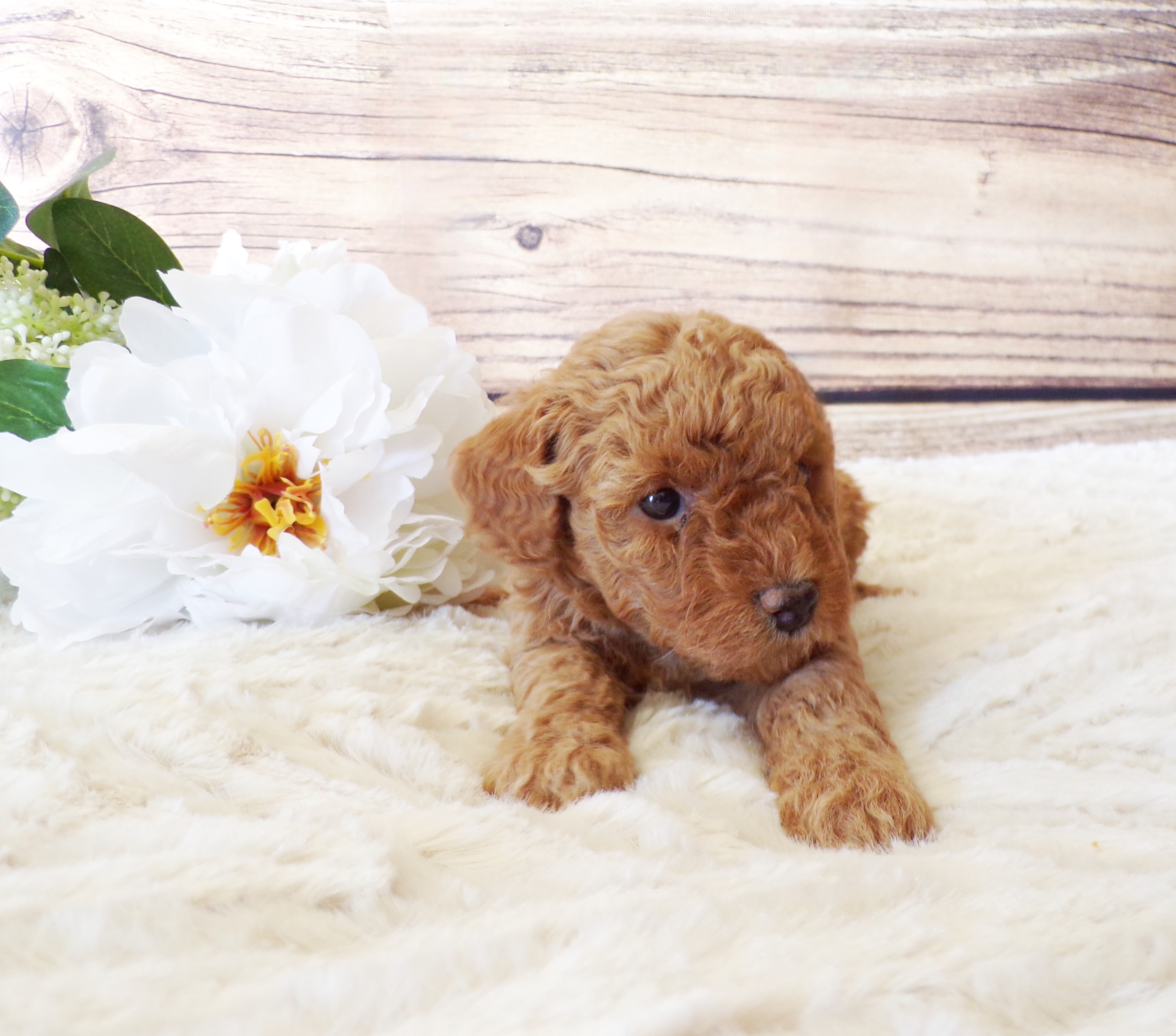puppy, for, sale, Toy poodle, Melvin  Fisher, dog, breeder, Coatesville, PA, dog-breeder, puppy-for-sale, forsale, nearby, find, puppyfind, locator, puppylocator, aca