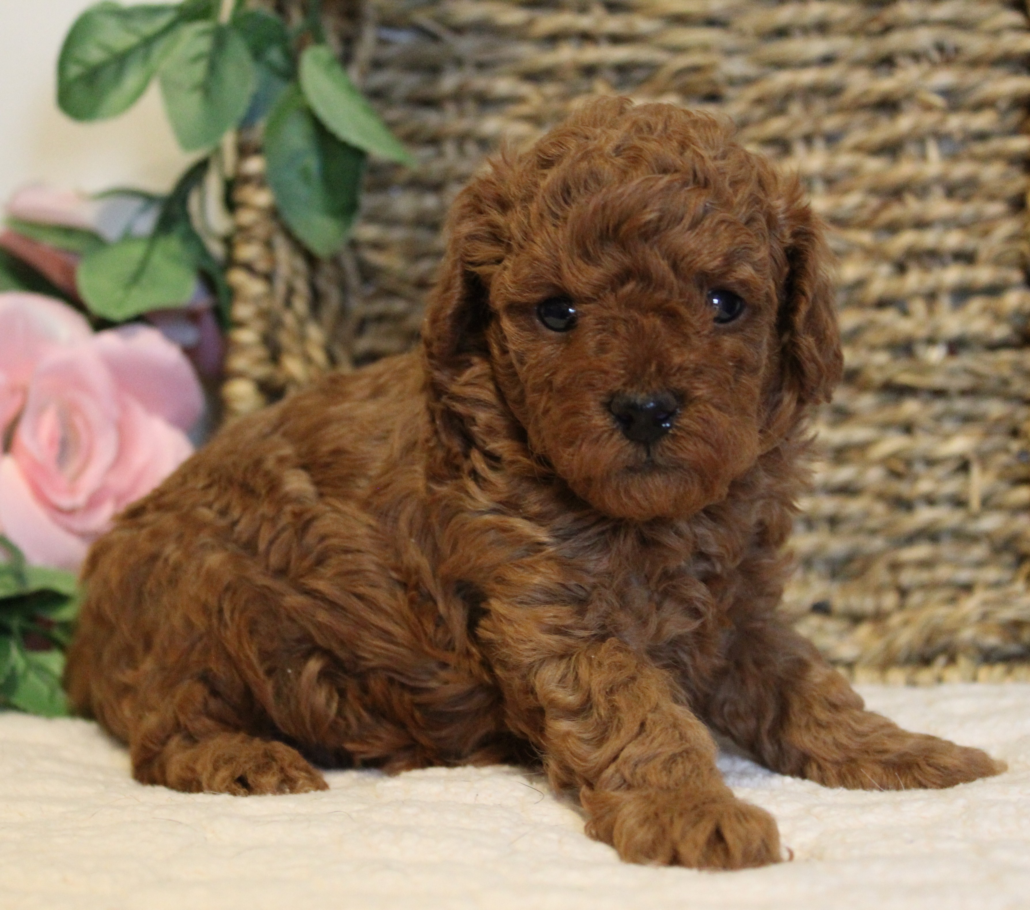 puppy, for, sale, Toy Poodle, Melvin  Fisher, dog, breeder, Coatesville, PA, dog-breeder, puppy-for-sale, forsale, nearby, find, puppyfind, locator, puppylocator, aca