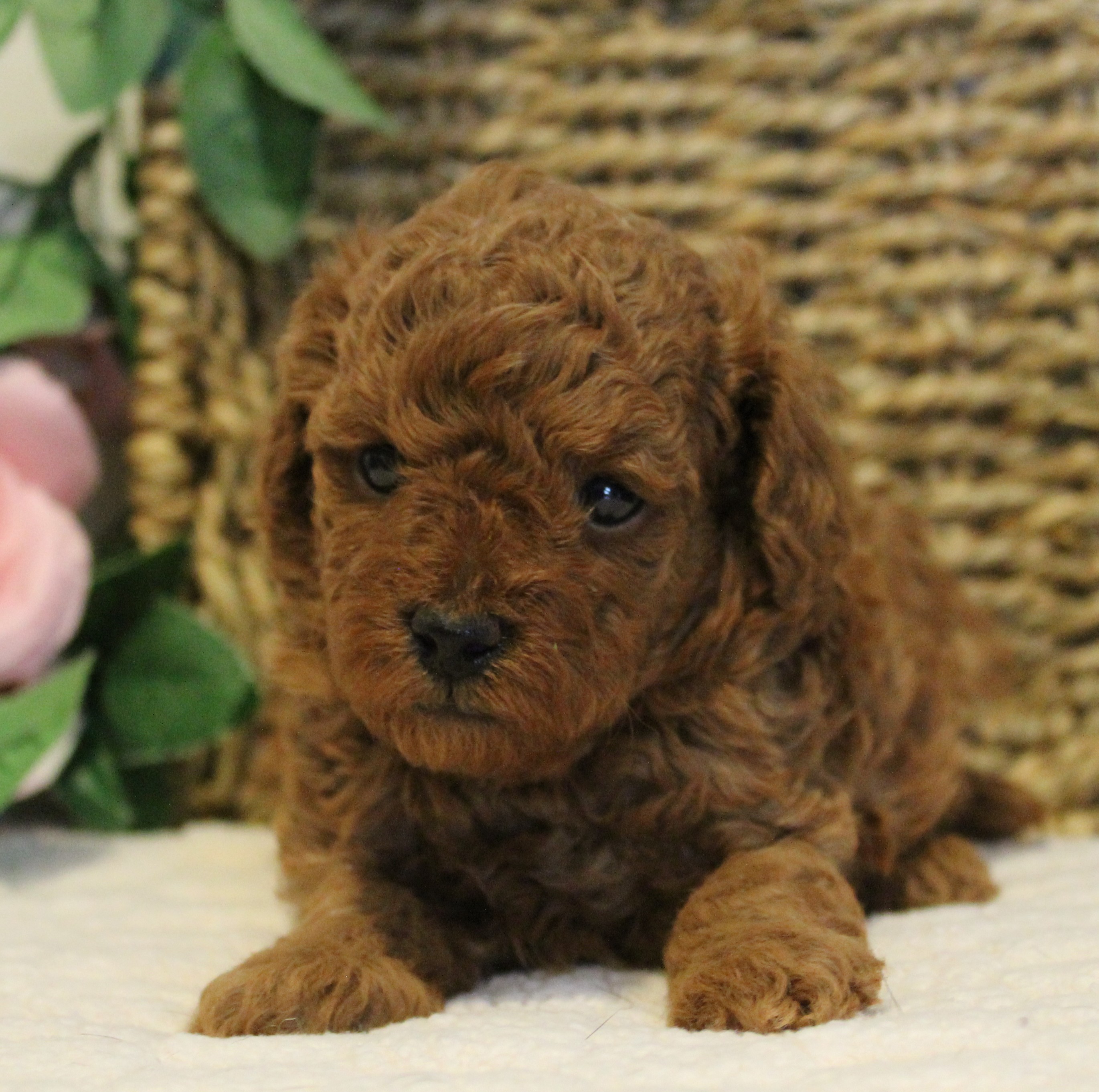 puppy, for, sale, Toy Poodle, Melvin  Fisher, dog, breeder, Coatesville, PA, dog-breeder, puppy-for-sale, forsale, nearby, find, puppyfind, locator, puppylocator, aca