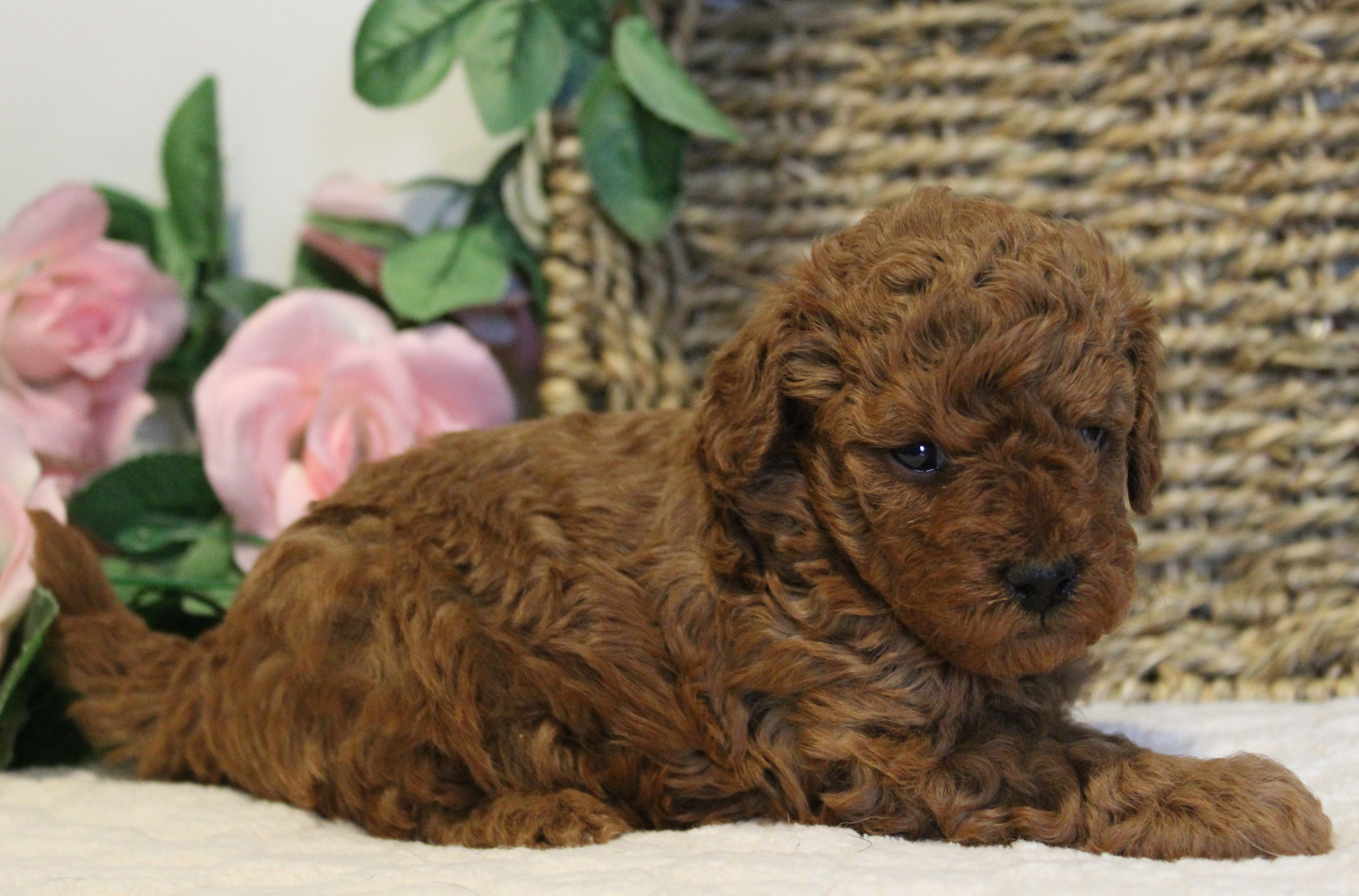 puppy, for, sale, Toy Poodle, Melvin  Fisher, dog, breeder, Coatesville, PA, dog-breeder, puppy-for-sale, forsale, nearby, find, puppyfind, locator, puppylocator, aca