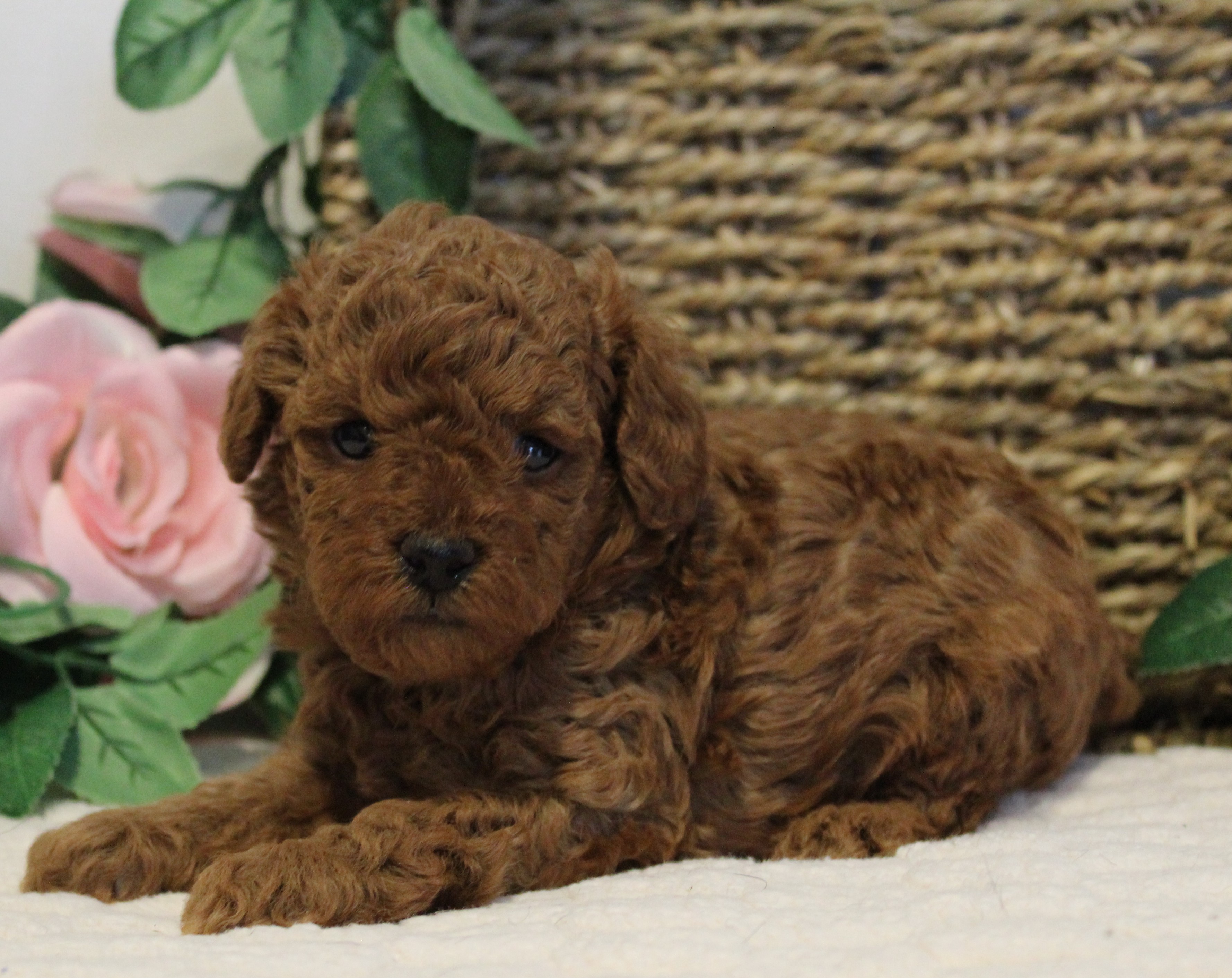 puppy, for, sale, Toy Poodle, Melvin  Fisher, dog, breeder, Coatesville, PA, dog-breeder, puppy-for-sale, forsale, nearby, find, puppyfind, locator, puppylocator, aca