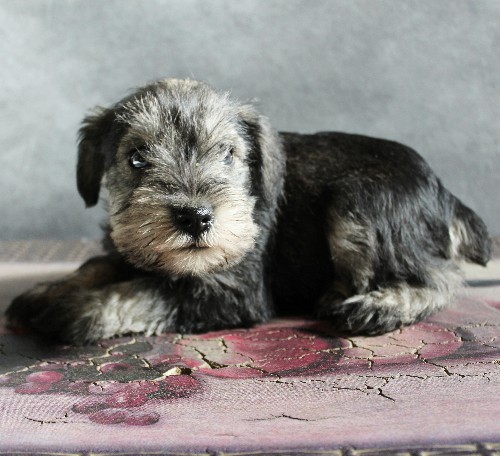 puppy, for, sale, Miniature Schnauzer, rueben  King, dog, breeder, Honey Brook, PA, dog-breeder, puppy-for-sale, forsale, nearby, find, puppyfind, locator, puppylocator, aca