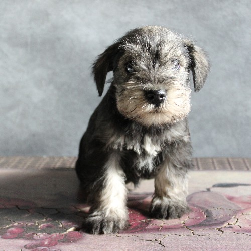 puppy, for, sale, Miniature Schnauzer, rueben  King, dog, breeder, Honey Brook, PA, dog-breeder, puppy-for-sale, forsale, nearby, find, puppyfind, locator, puppylocator, aca