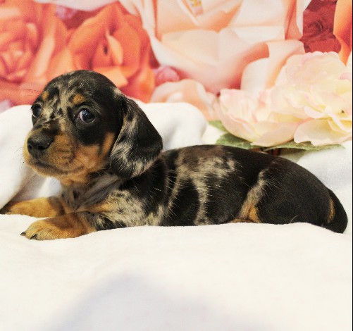 puppy, for, sale, Dachshund, Melvin  King, dog, breeder, Honey Brook, PA, dog-breeder, puppy-for-sale, forsale, nearby, find, puppyfind, locator, puppylocator, aca