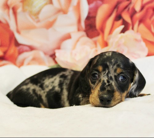 puppy, for, sale, Dachshund, Melvin  King, dog, breeder, Honey Brook, PA, dog-breeder, puppy-for-sale, forsale, nearby, find, puppyfind, locator, puppylocator, aca
