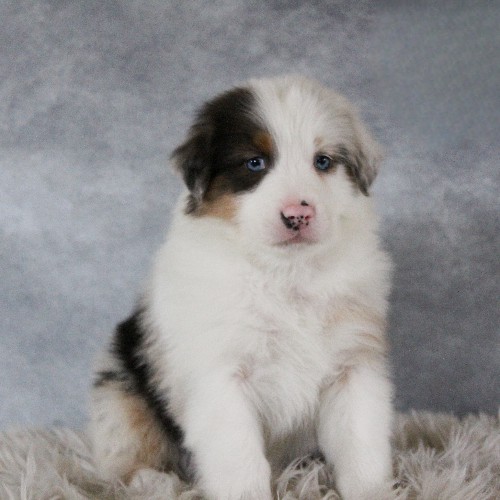 puppy, for, sale, Australian Shepherd, Amos  Smucker, dog, breeder, Kirkwood, PA, dog-breeder, puppy-for-sale, forsale, nearby, find, puppyfind, locator, puppylocator, aca