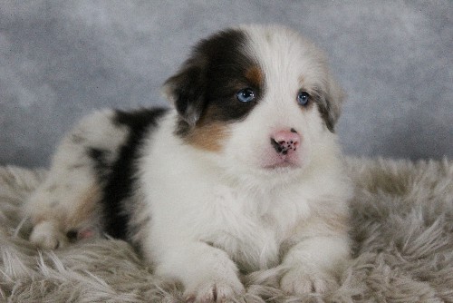 puppy, for, sale, Australian Shepherd, Amos  Smucker, dog, breeder, Kirkwood, PA, dog-breeder, puppy-for-sale, forsale, nearby, find, puppyfind, locator, puppylocator, aca