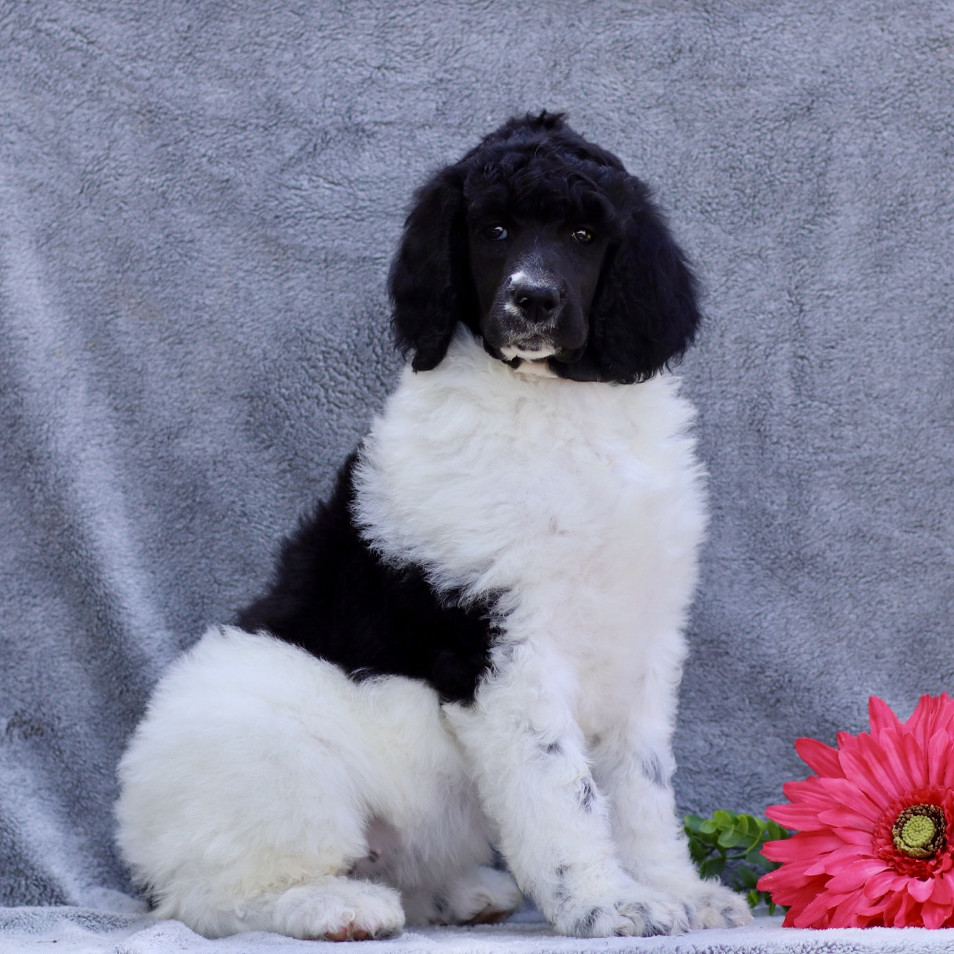 puppy, for, sale, Standard Poodle, John  Stoltzfus, dog, breeder, Christiana, PA, dog-breeder, puppy-for-sale, forsale, nearby, find, puppyfind, locator, puppylocator, aca