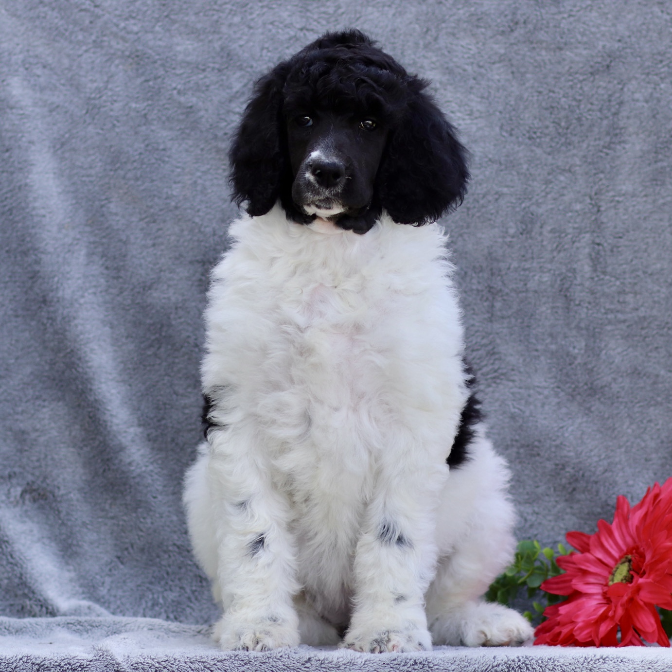 puppy, for, sale, Standard Poodle, John  Stoltzfus, dog, breeder, Christiana, PA, dog-breeder, puppy-for-sale, forsale, nearby, find, puppyfind, locator, puppylocator, aca
