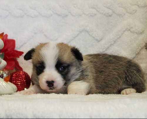 puppy, for, sale, Pembroke Welsh Corgi, Melvin  Fisher, dog, breeder, Coatesville, PA, dog-breeder, puppy-for-sale, forsale, nearby, find, puppyfind, locator, puppylocator, aca