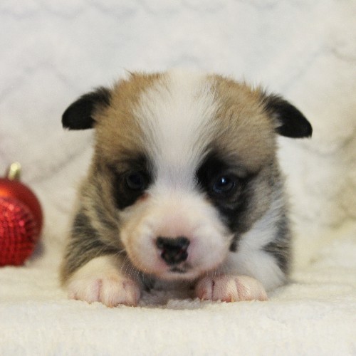 puppy, for, sale, Pembroke Welsh Corgi, Melvin  Fisher, dog, breeder, Coatesville, PA, dog-breeder, puppy-for-sale, forsale, nearby, find, puppyfind, locator, puppylocator, aca