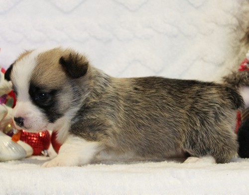 puppy, for, sale, Pembroke Welsh Corgi, Melvin  Fisher, dog, breeder, Coatesville, PA, dog-breeder, puppy-for-sale, forsale, nearby, find, puppyfind, locator, puppylocator, aca