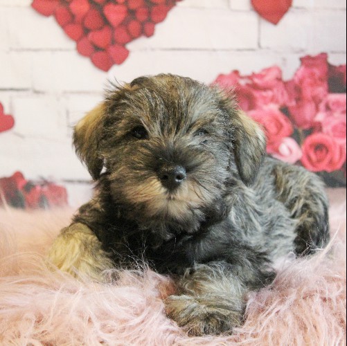 puppy, for, sale, Miniature Schnauzer, rueben  King, dog, breeder, Honey Brook, PA, dog-breeder, puppy-for-sale, forsale, nearby, find, puppyfind, locator, puppylocator, aca