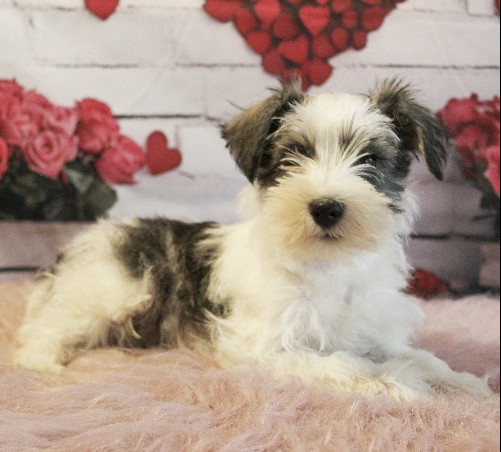 puppy, for, sale, Miniature Schnauzer, rueben  King, dog, breeder, Honey Brook, PA, dog-breeder, puppy-for-sale, forsale, nearby, find, puppyfind, locator, puppylocator, aca